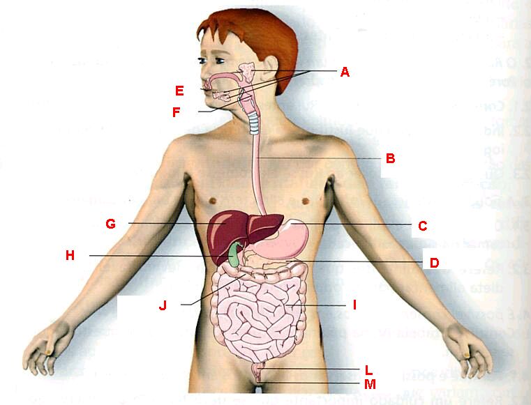 SDigestivo[1].jpg
